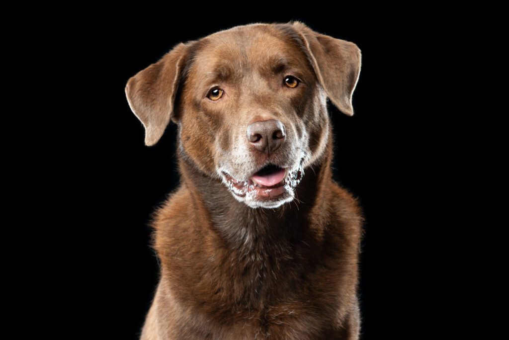 Fine art photography Chicago black backdrop chicago pet photography