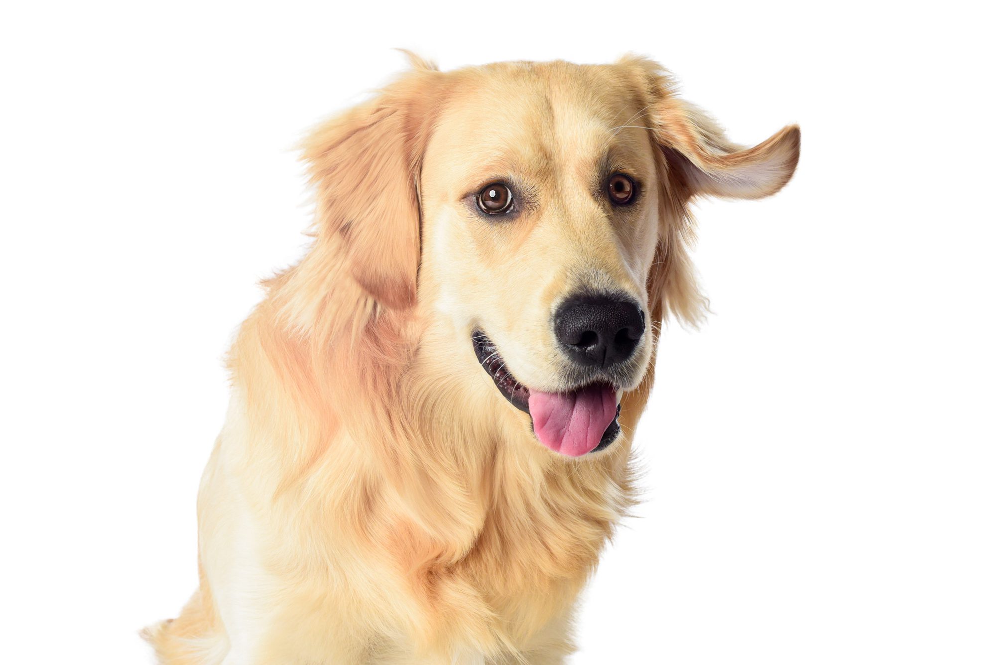 Happy golden retriever smiling on white backdrop, Chicago pet photography portrait