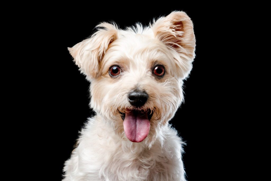 Smiling yorkie on black background by chicago pet photographer candice cusic Yorkshire Terrier portrait photographed in a professional Chicago pet photography studio by Candice Cusic.