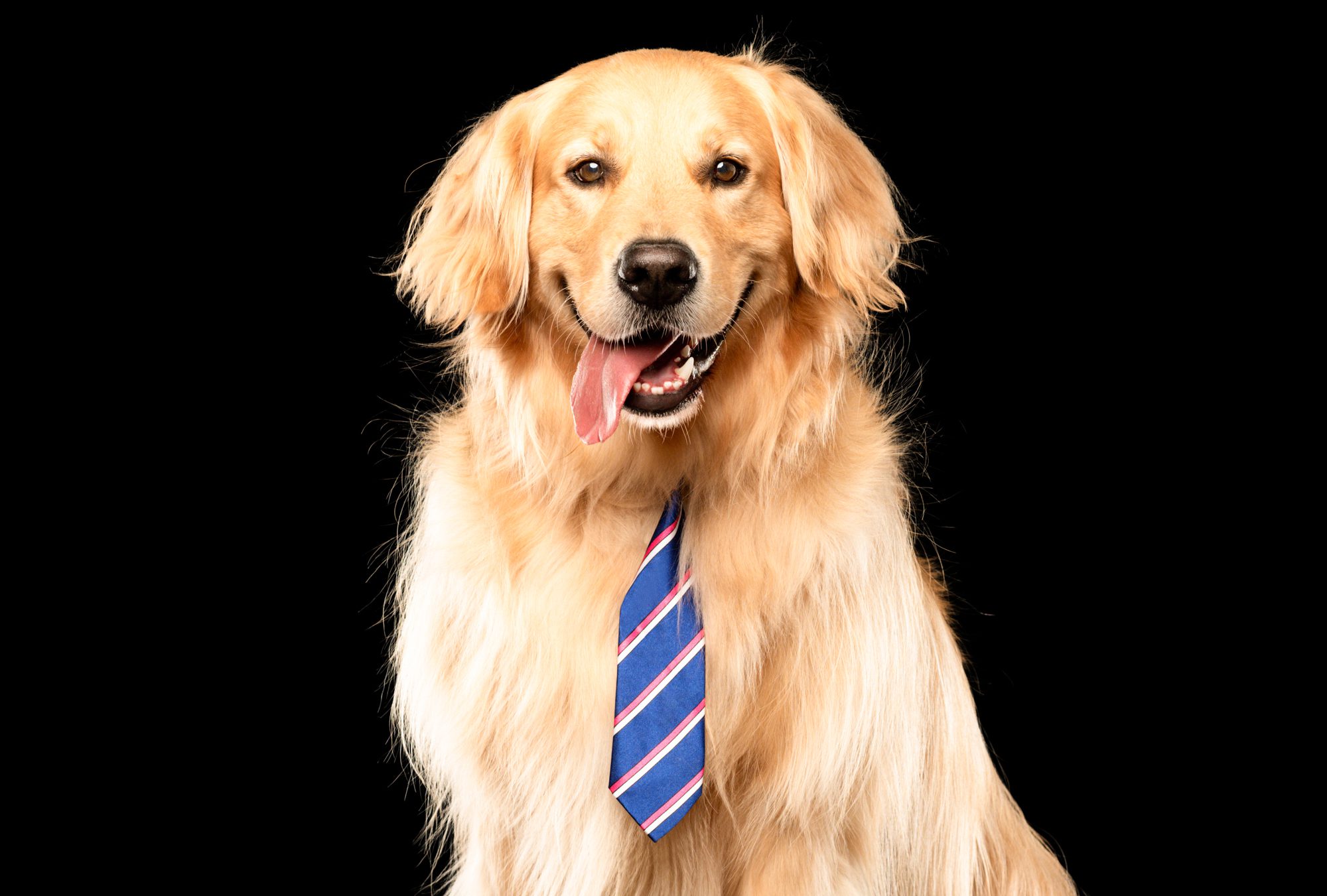 Happy golden retriever on black background wearing blue tie by candice c. cusic chicago pet photography