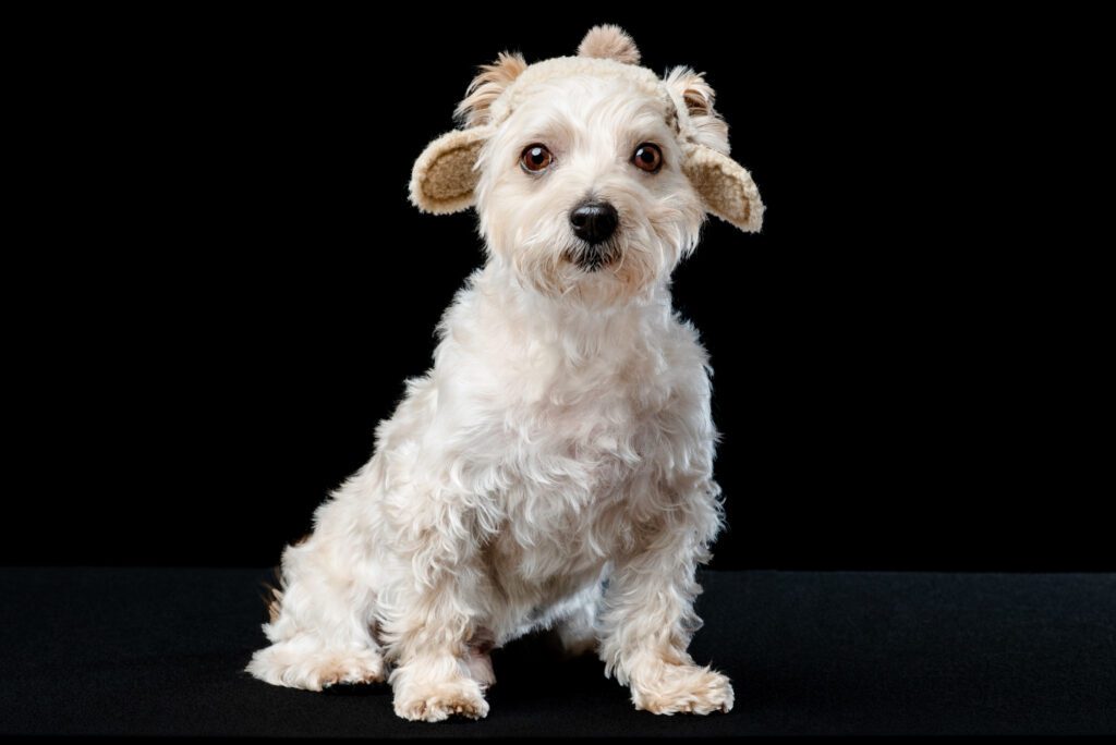Yorkie wearing a hat on black background by chicago dog photographer candice cusic