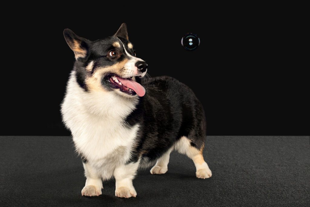 Black and white corgi on black background by chicago dog photographer candice cusic