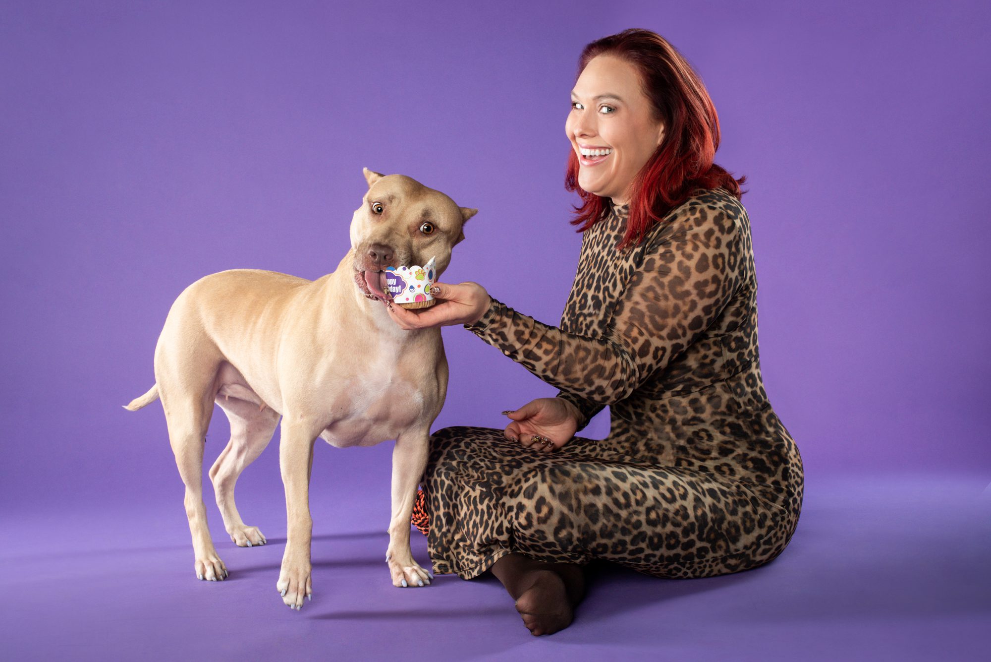 Pit bull cake smash on purple background by Chicago dog photographer Candice Cusic