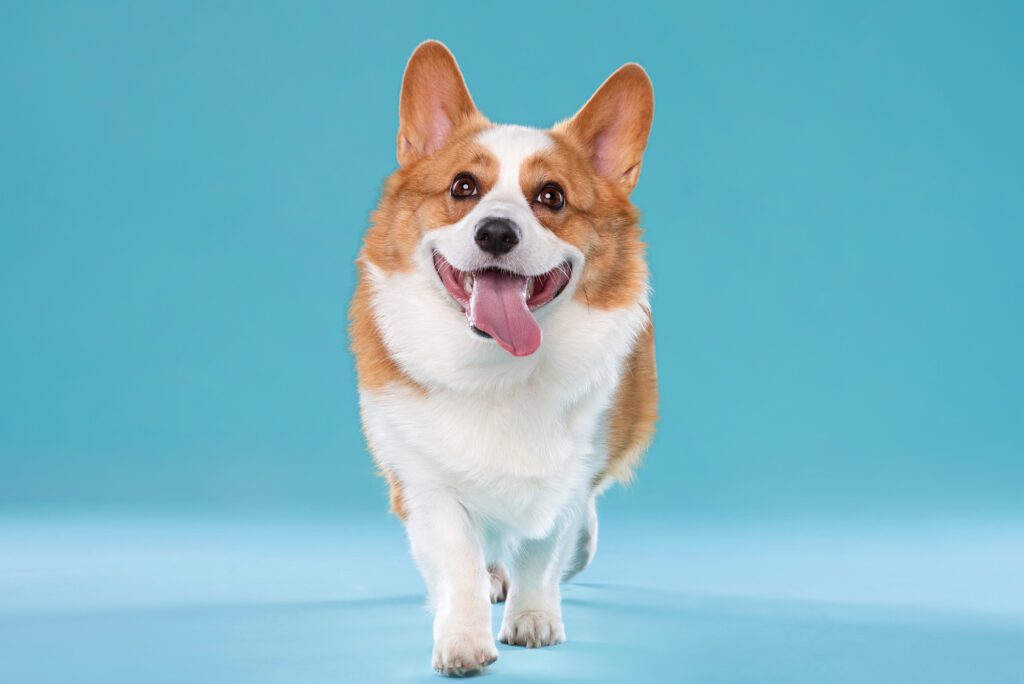 Corgi on a teal background by chicago pet photographer candice cusic
