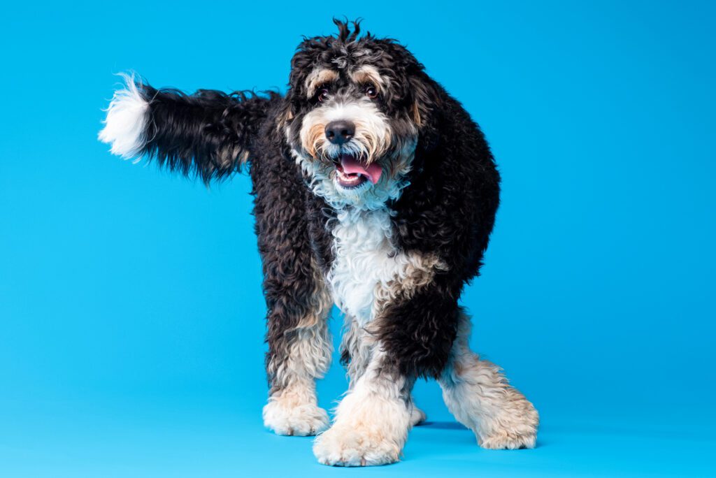 Black and white Doodle on a blue background by Chicago dog photographer candice cusic
