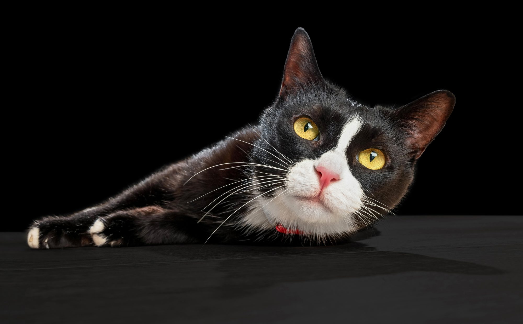 Black and white cat on black background by by Chicago cat photographer Candice Cusic