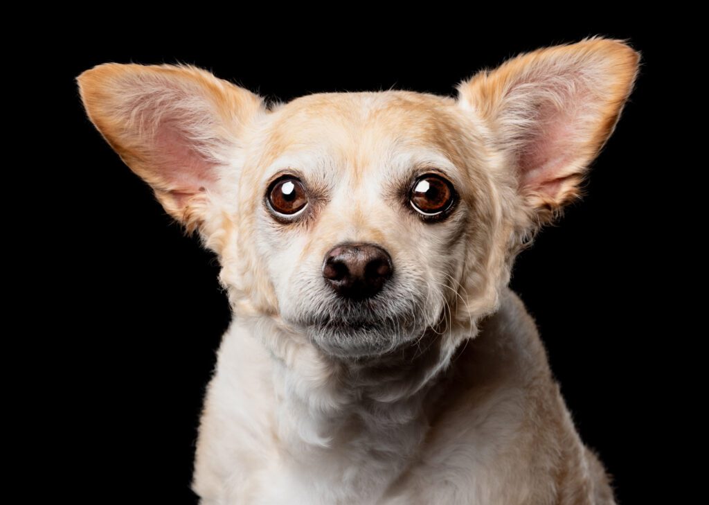 Senior Dog on black background by Chicago dog photographer Candice Cusic