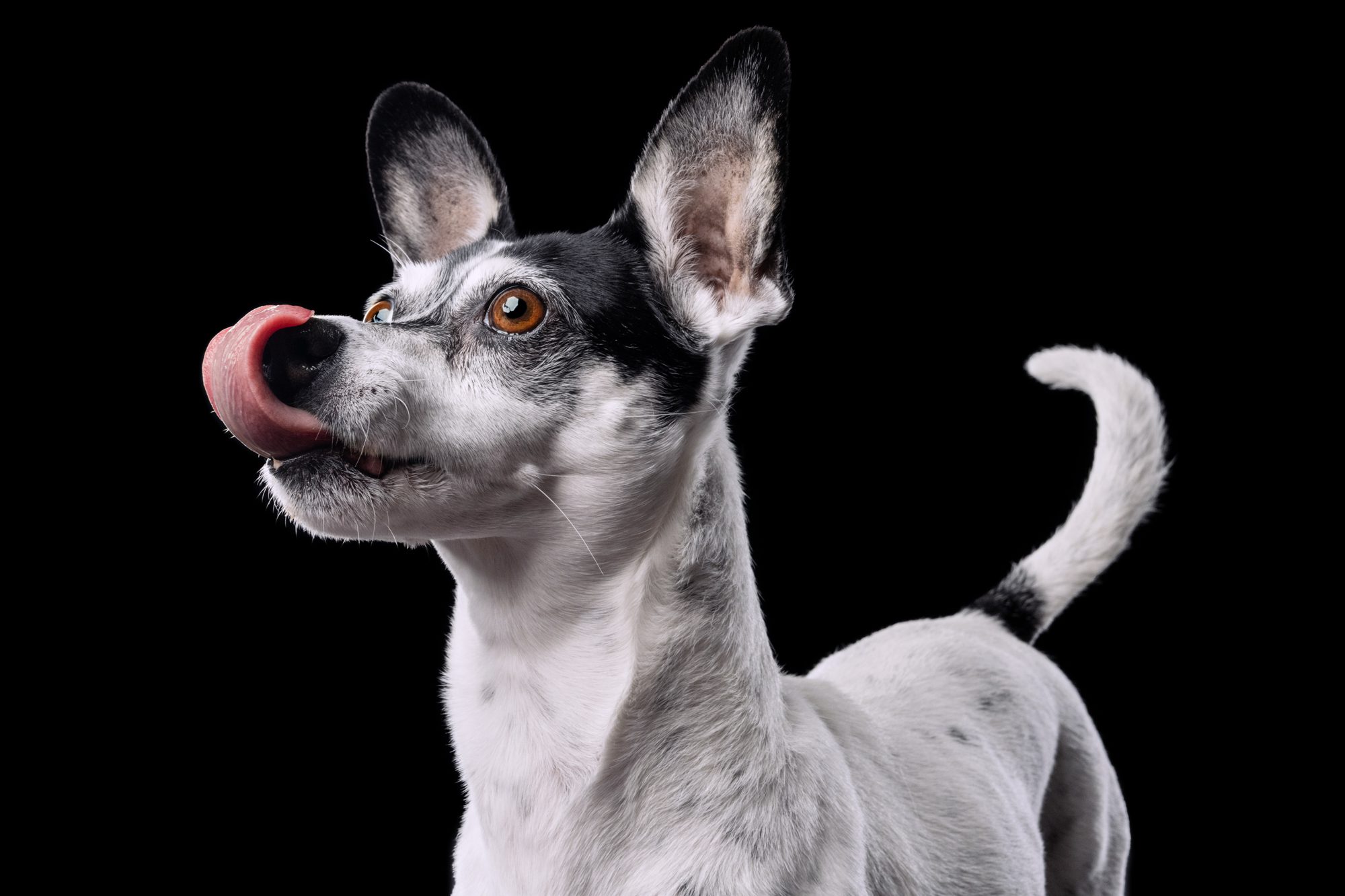 Jack Russell on black background by Chicago dog photographer Candice Cusic