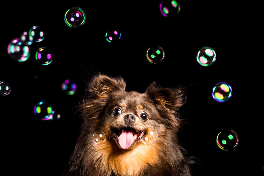 photograph of a Pomeranian with bubbles by Chicago Pet Photographer Candice Cusic
