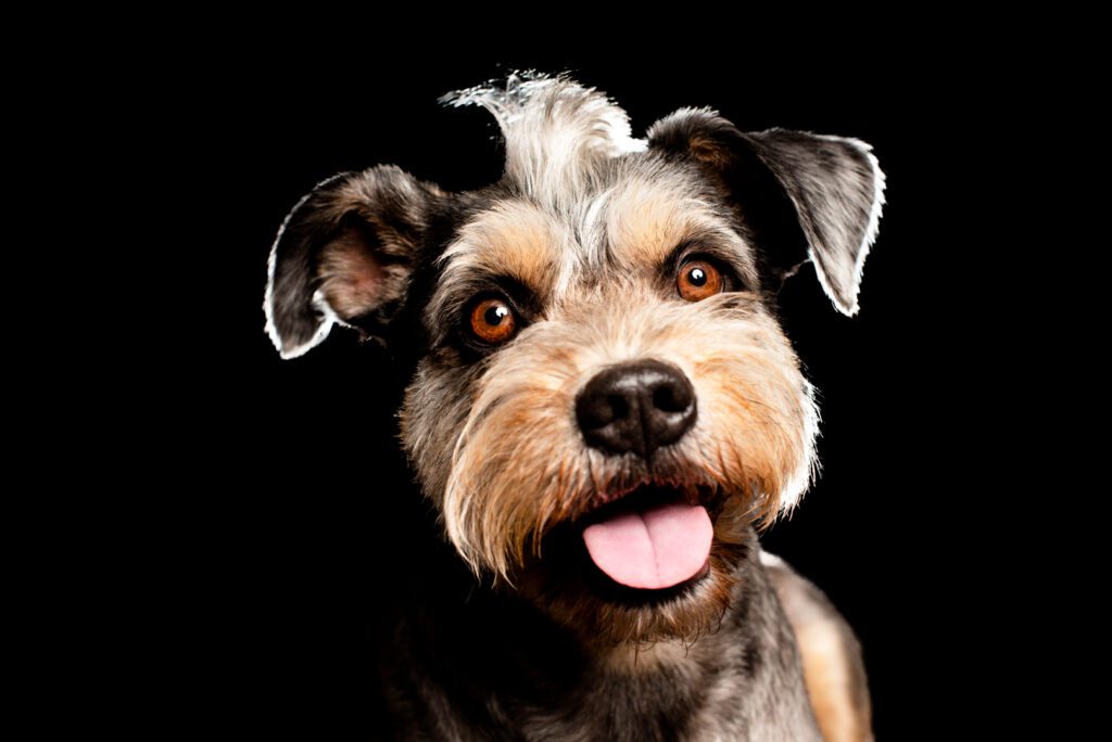 Miniature Schnauzer photographed in a professional Chicago pet photography studio by Candice Cusic.