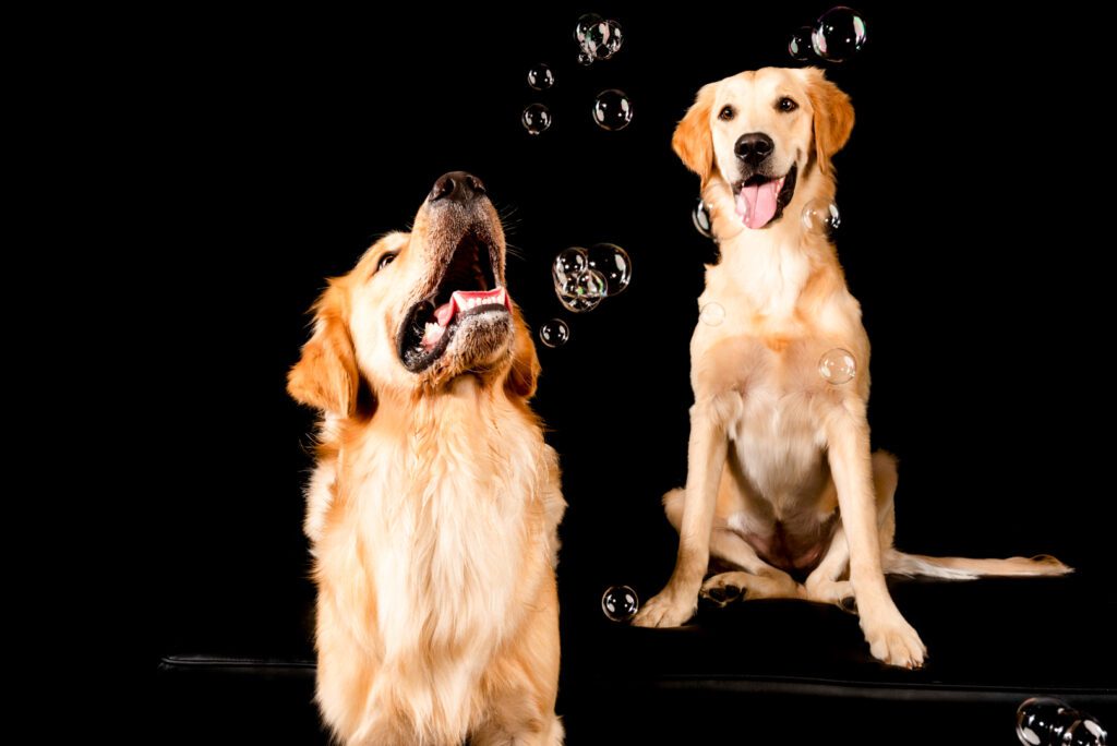 Two Golden Retrievers photographed together in a professional Chicago pet photography studio by Candice Cusic.
