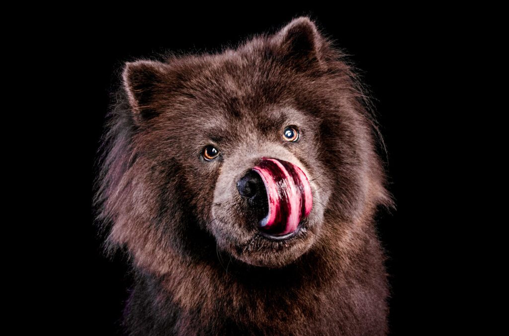 Chow Chow portrait photographed in a professional Chicago pet photography studio by Candice Cusic.