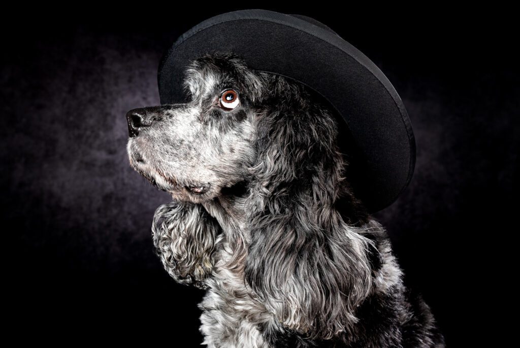 Cocker Spaniel Photography in Chicago: Portraits Full of Heart
