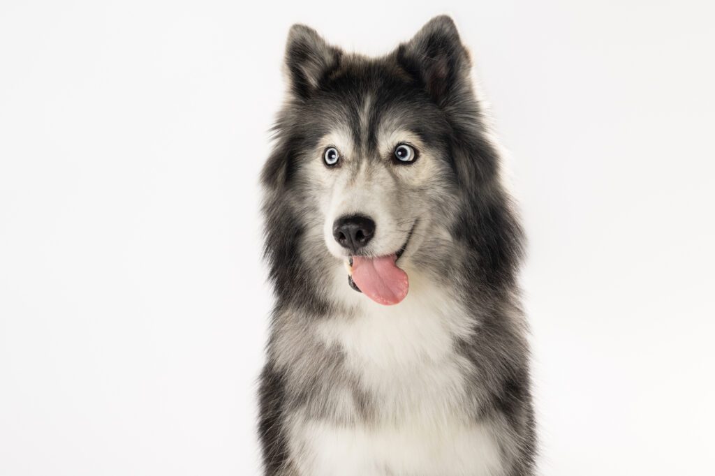 photo of a husky on white background by best pet photographer candice cusic