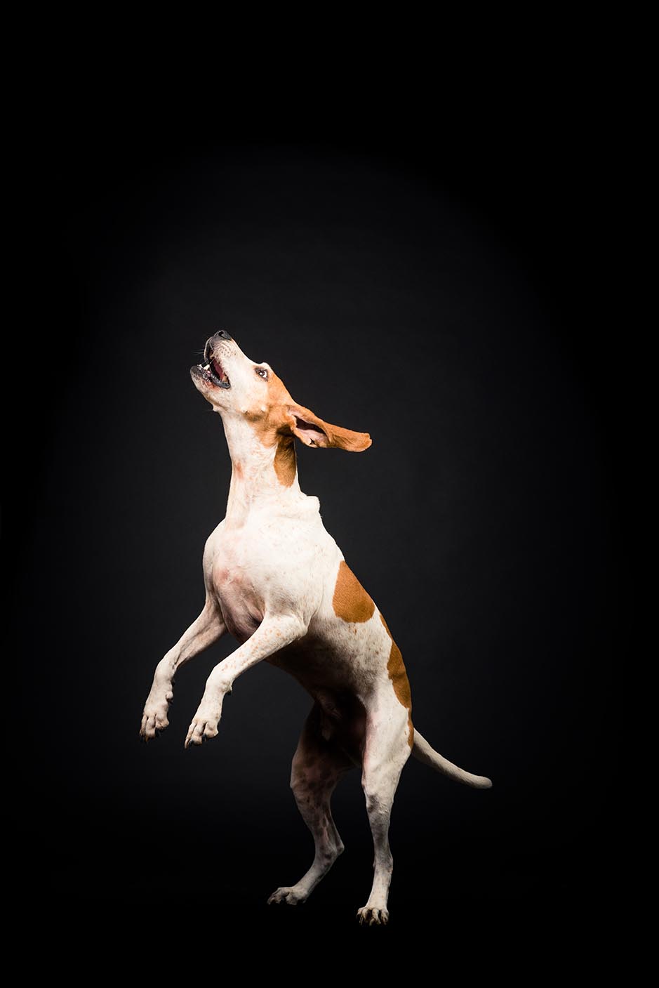 jumping hound dog