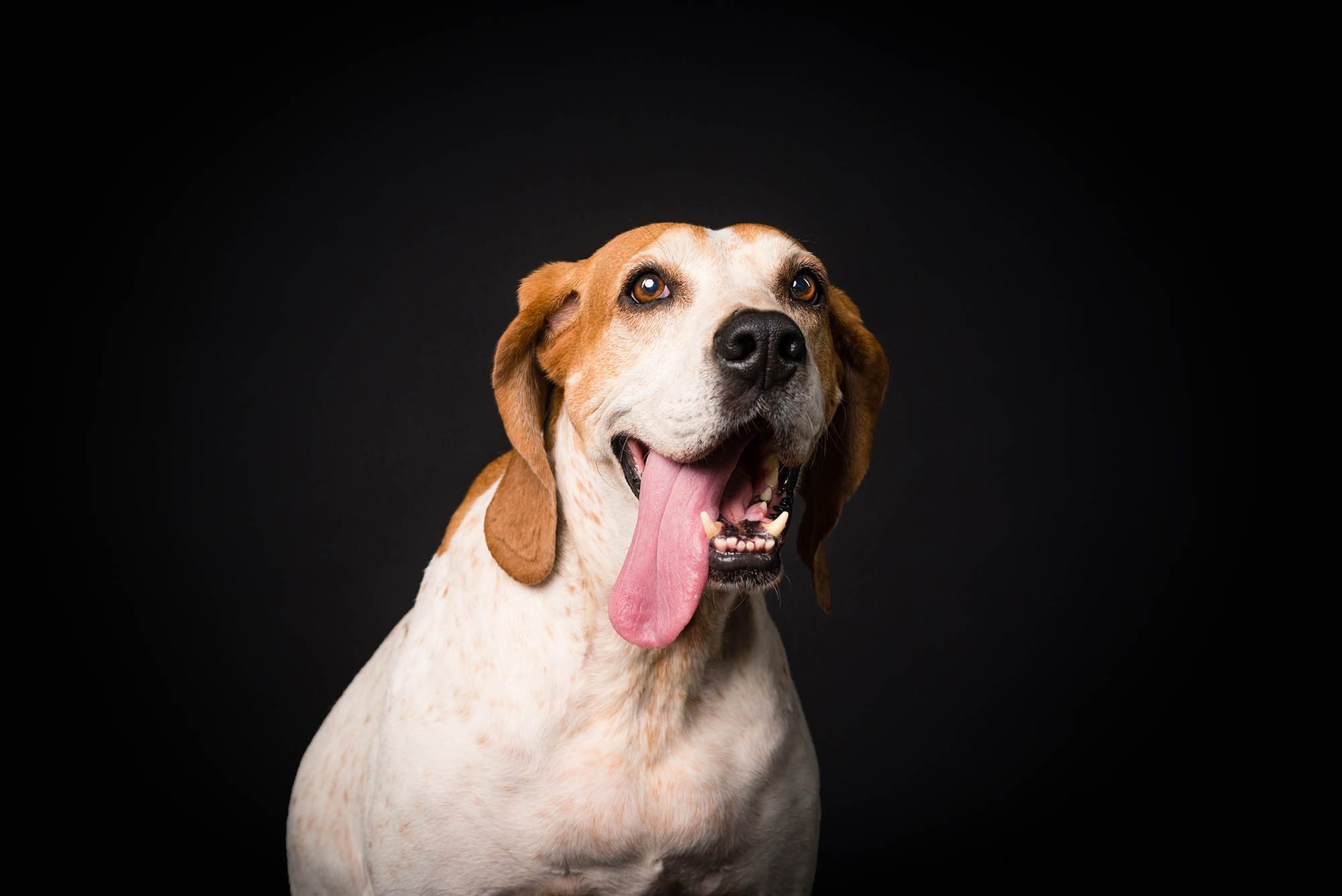 chicago hound dog