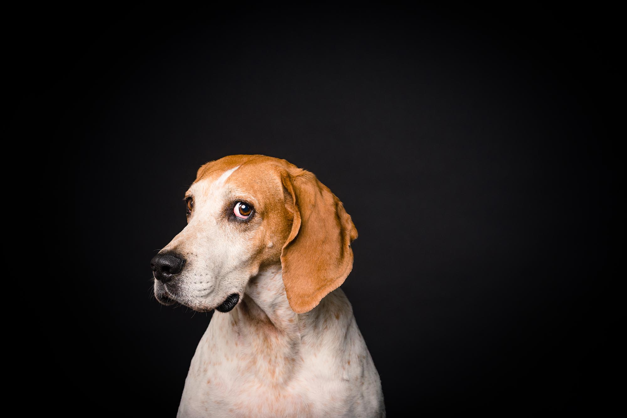 hound dog photography