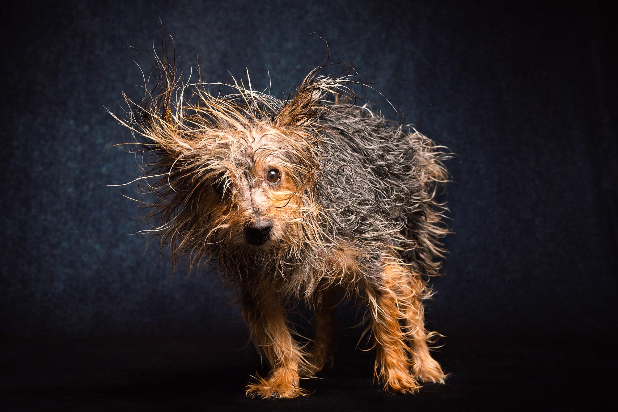 wet dog photography by Candice Cusic