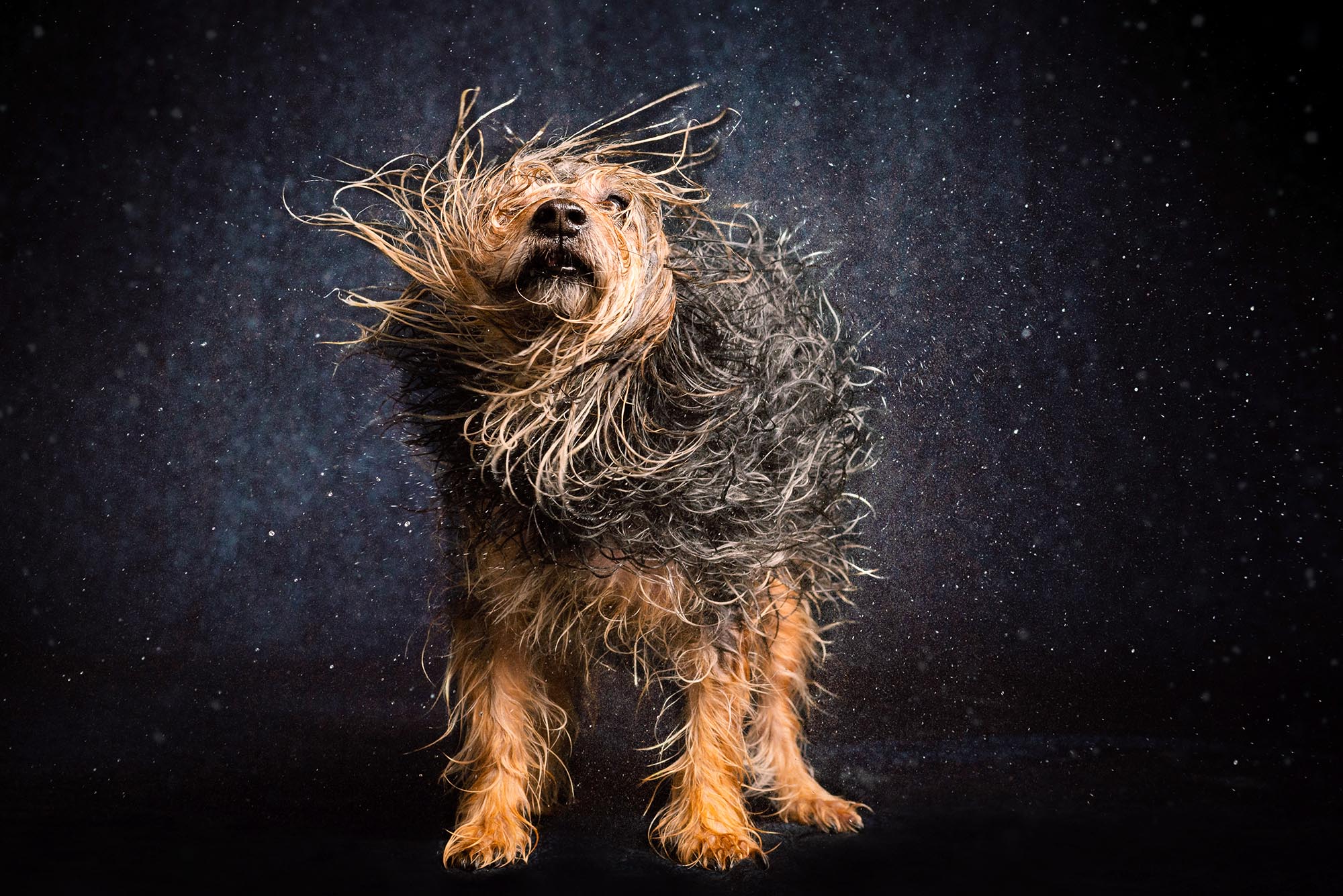 Dog shakes off water by Candice Cusic
