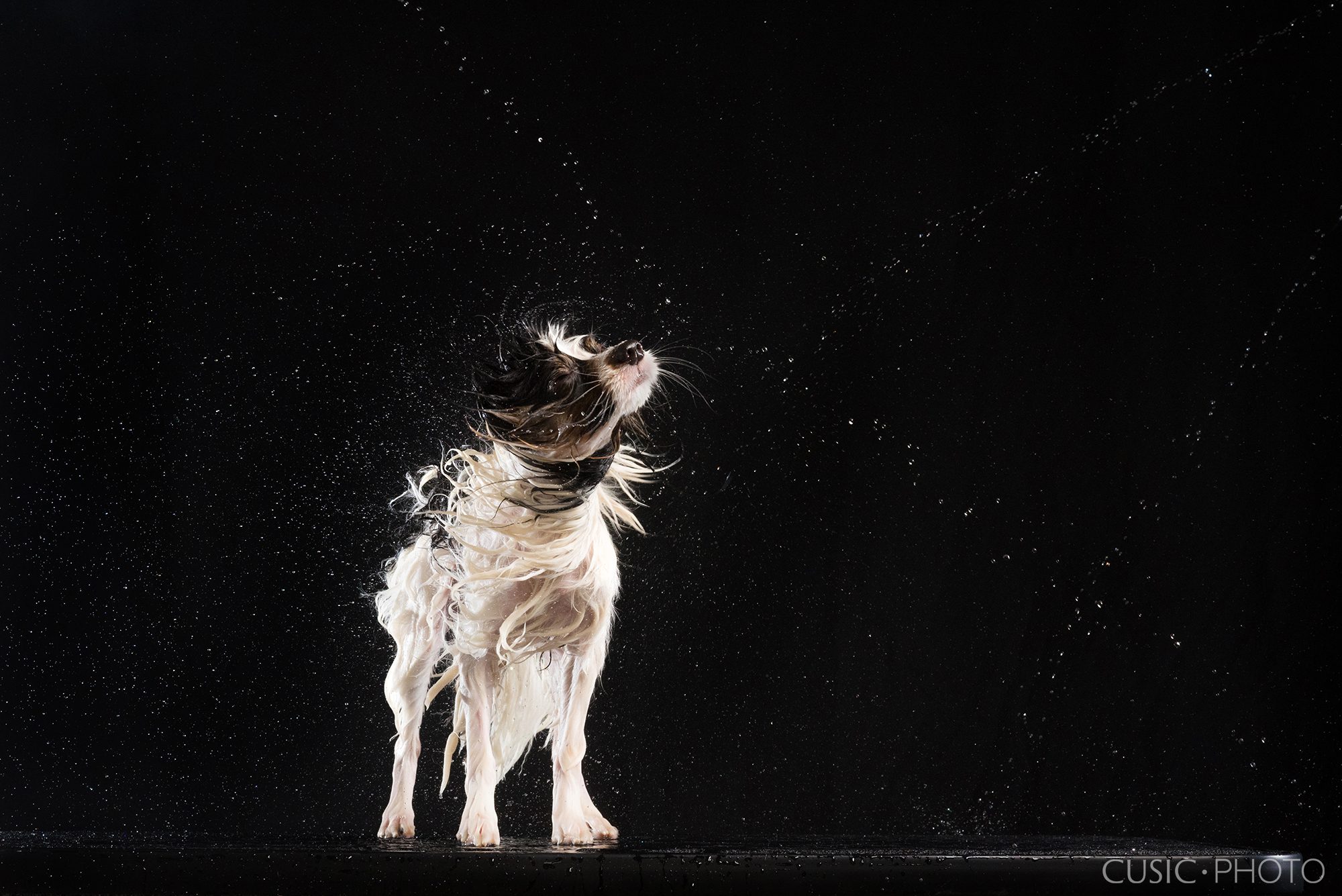 Windy Paws dog photography, web white and black dog shaking water in portrait, by Chicago Pet Photographer Candice C. Cusic
