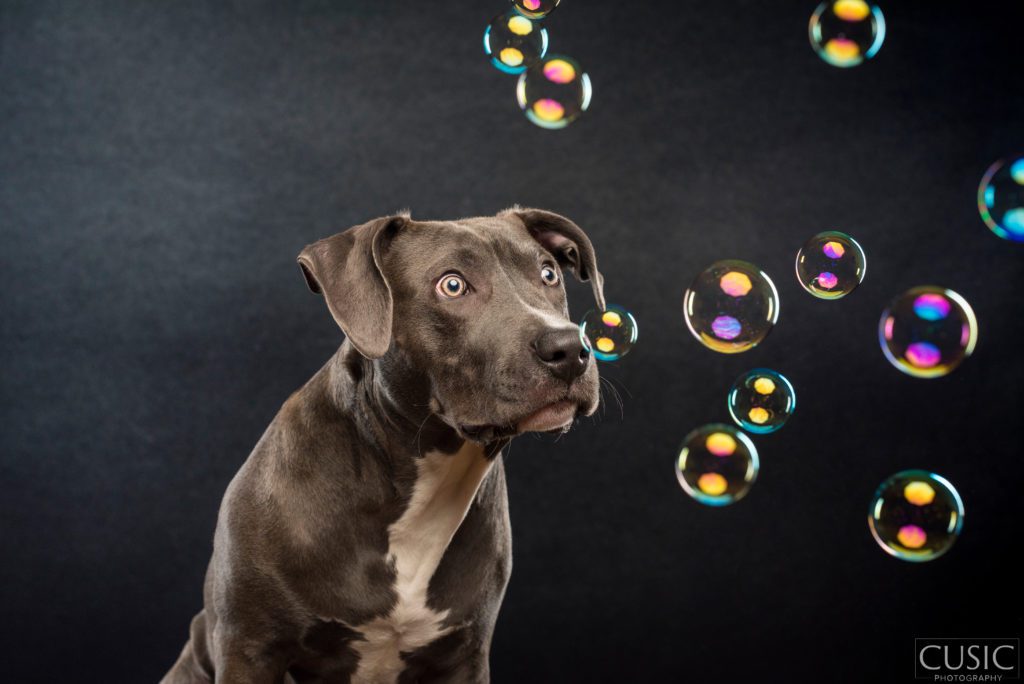 pit bull with bubbles in portrait session by candice cusic 