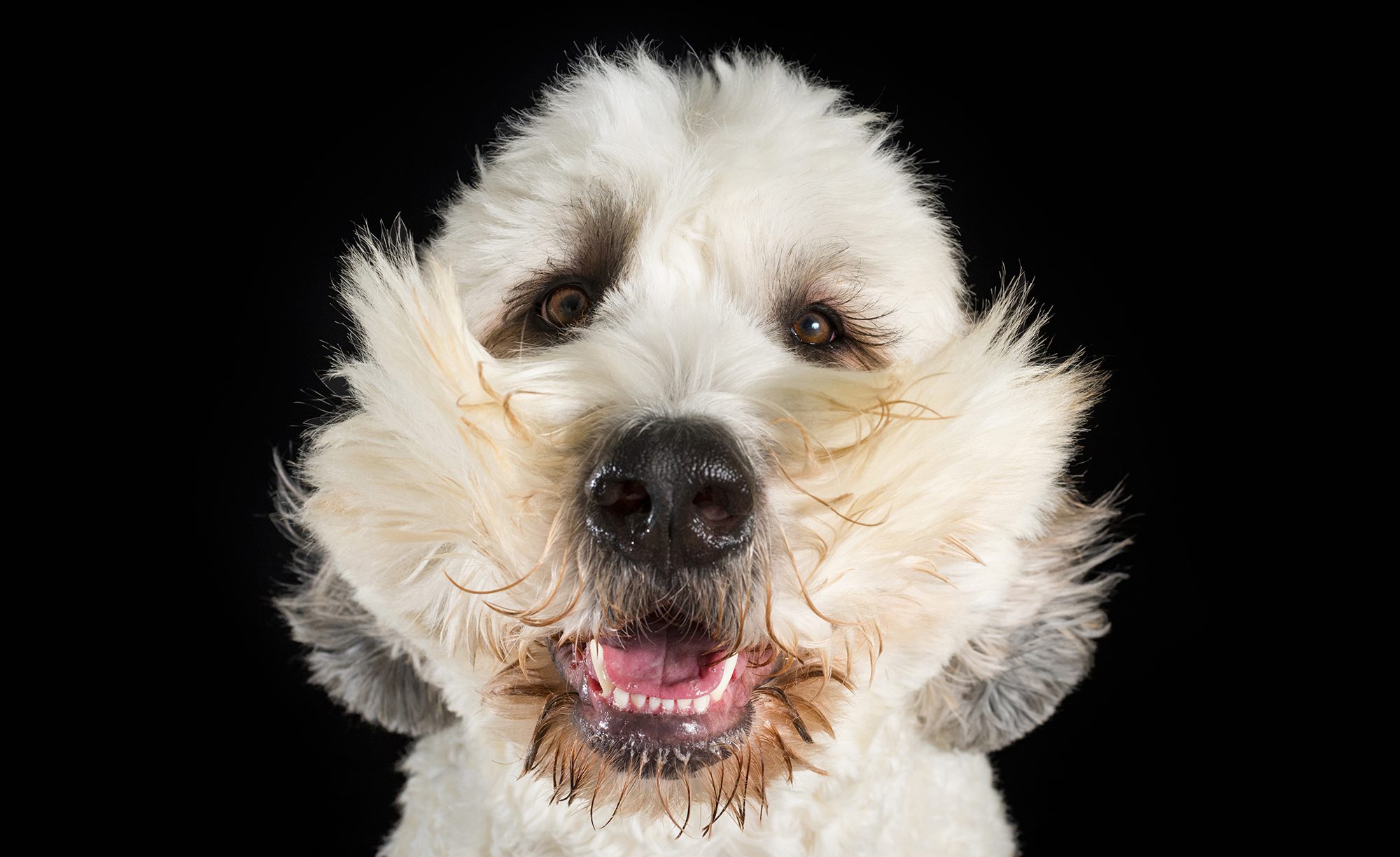 White fluffy dog for Windy Paws dog portrait session in Chicago Dog and Family Photography Studio
