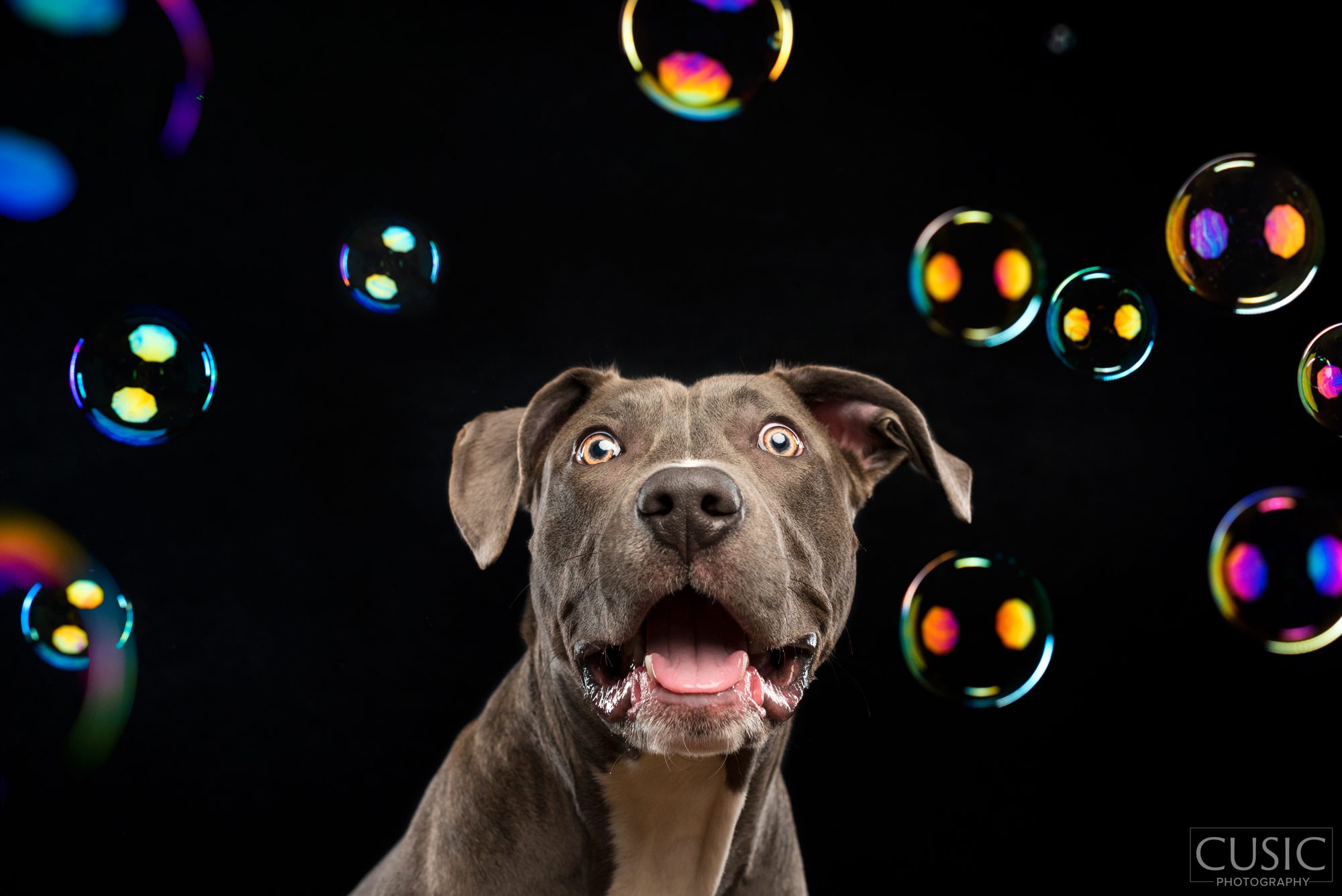 Happy bit bull dog in dog portrait with bubble by Chicago Pet Photographer Cusic Photo