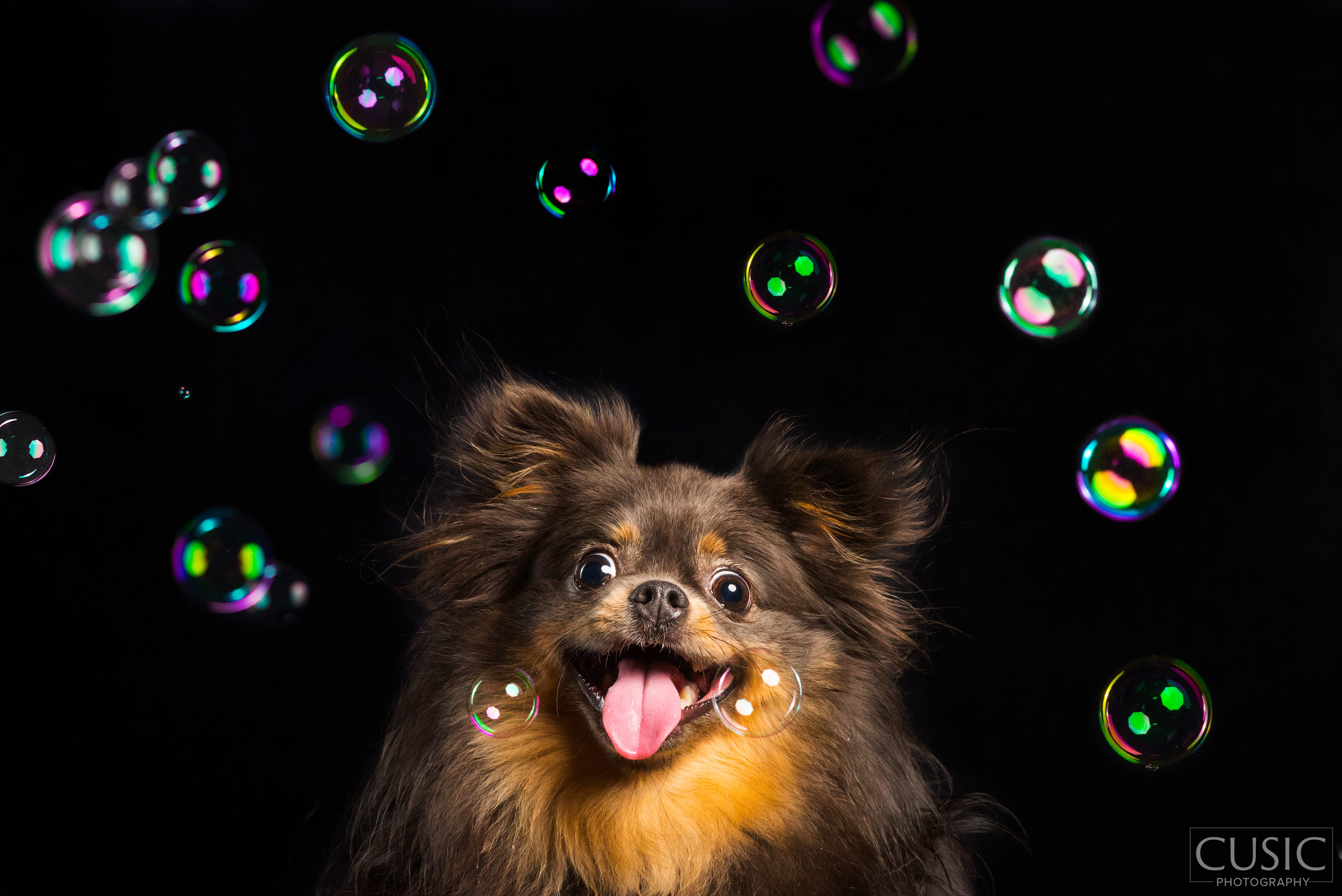 photo of pekinese with bubbles