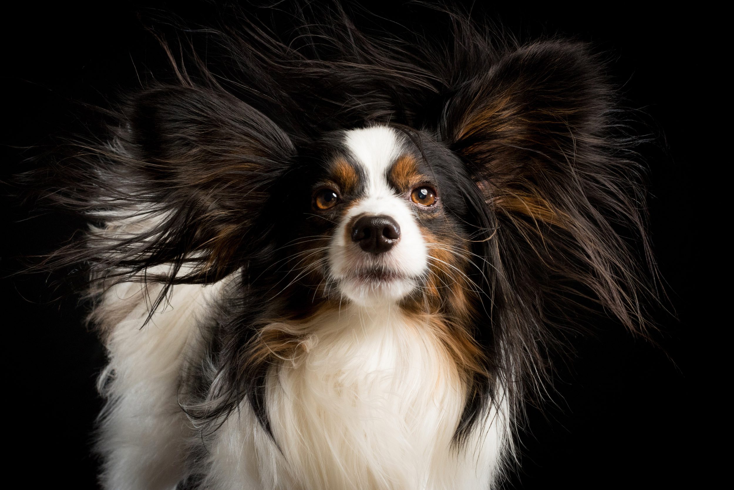 Dog Merlin getting a blowout during his photoshoot. Photographed by Candice Cusic