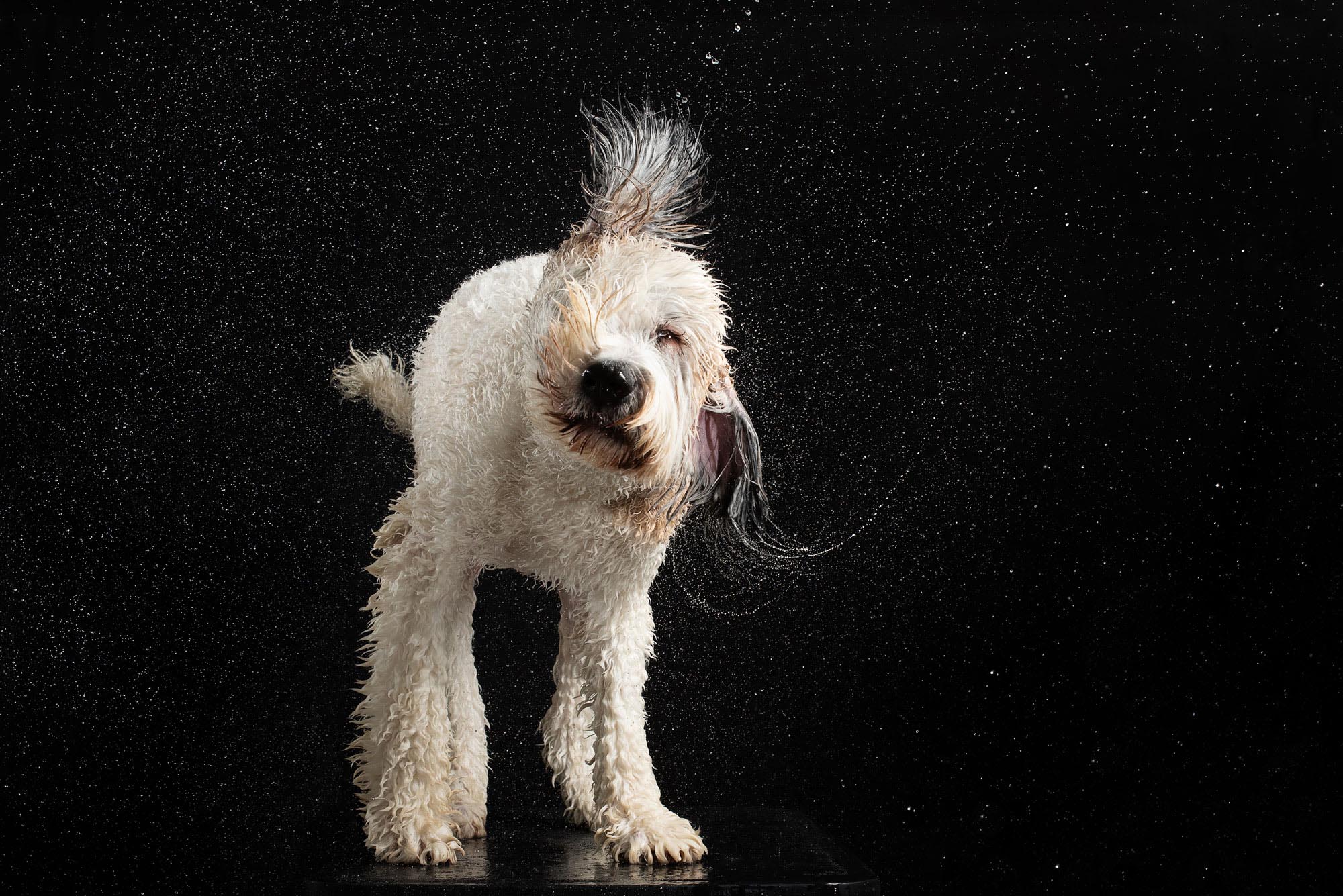 Dog shaking off water in a beautiful motion portrait, part of Windy Paws dog photography series by Candice C. Cusic