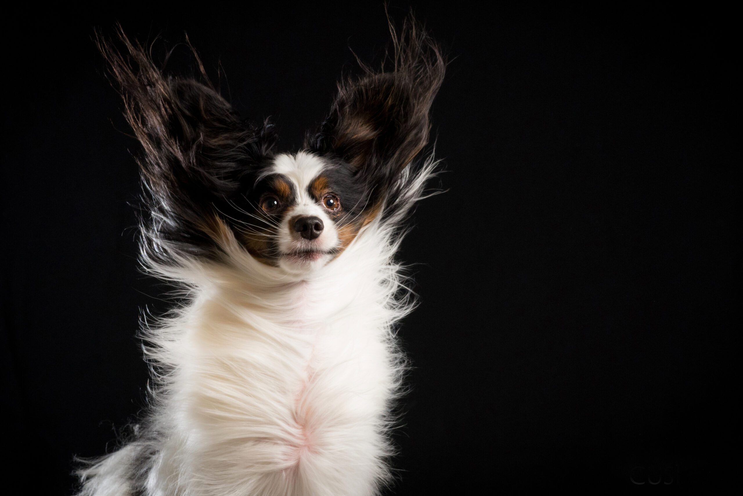 fluffy white and brown dog wind blown in Windy Paws dog portrait photography series by Candice C. Cusic Photography, based in Chicago