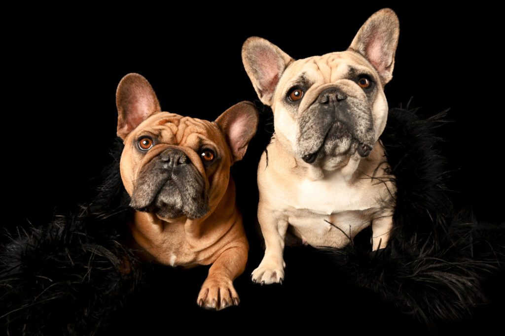 French bulldogs in chicago pet photography studio candice cusic 