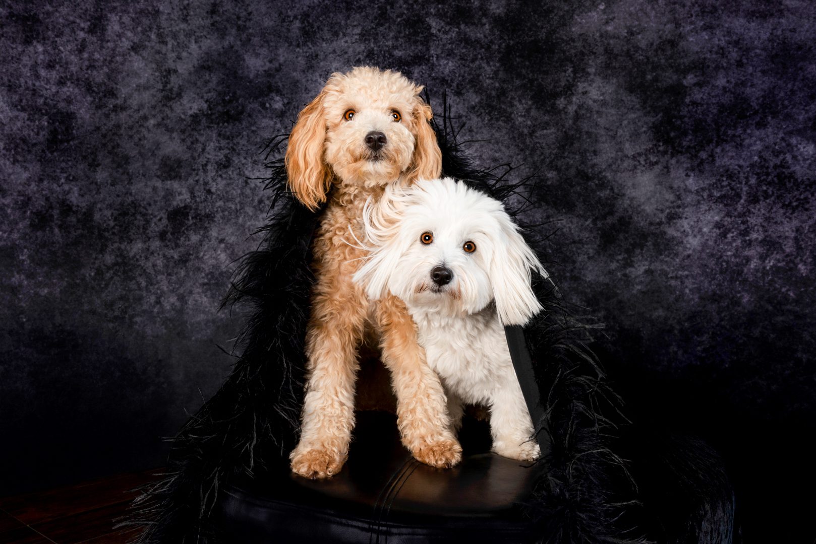 two labradoodles underneath a blanket