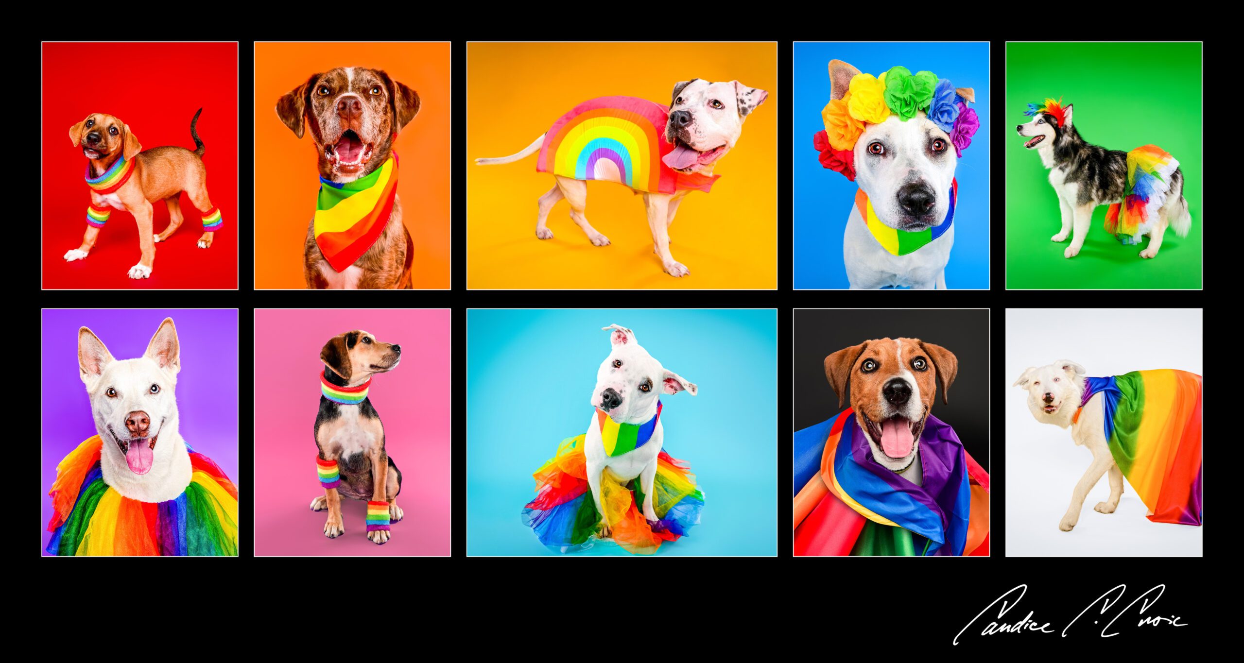 Chicago pet photographer rescue dogs in pride outfits