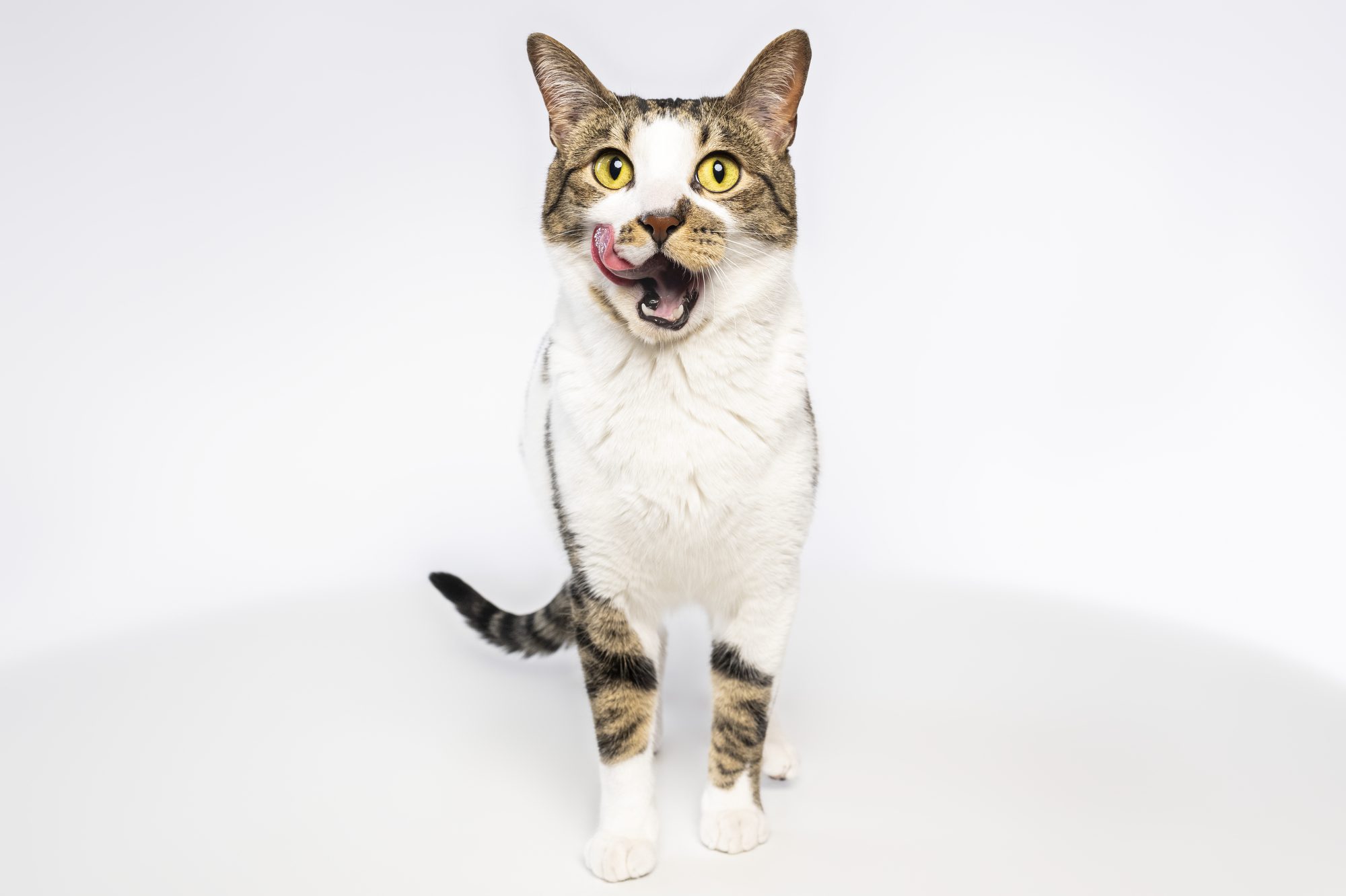 White and brown tabby striped cat licking mouth, in pet portrait by Chicago Cat Photographer, Cusic Photo