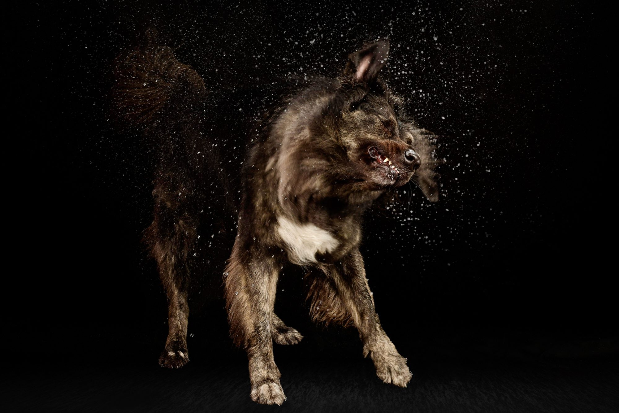 water portraits by Chicago Pet Photographer Candice C. Cusic