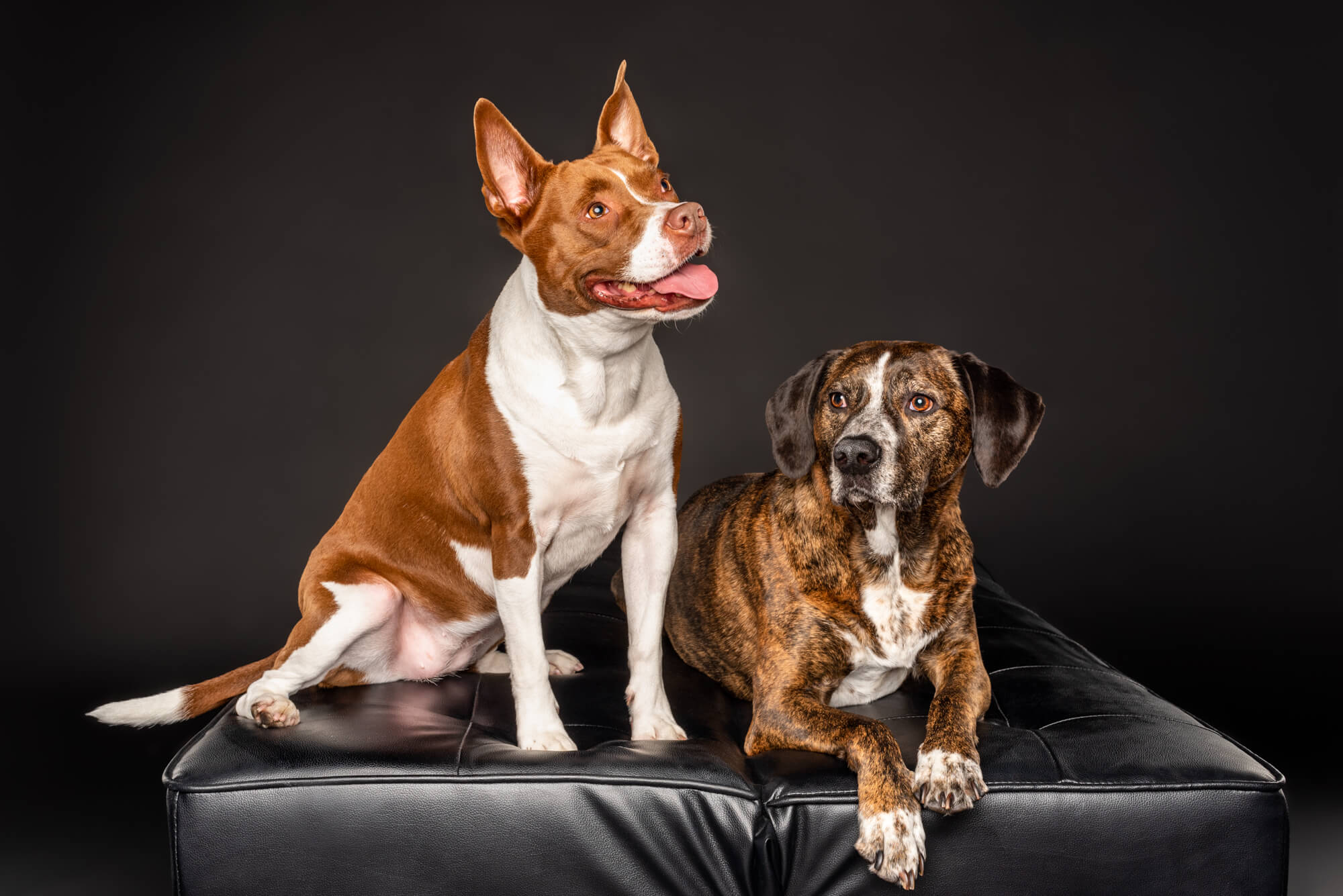 pet portrait of two dogs, by Chicago dog photographer Candice Cusic
