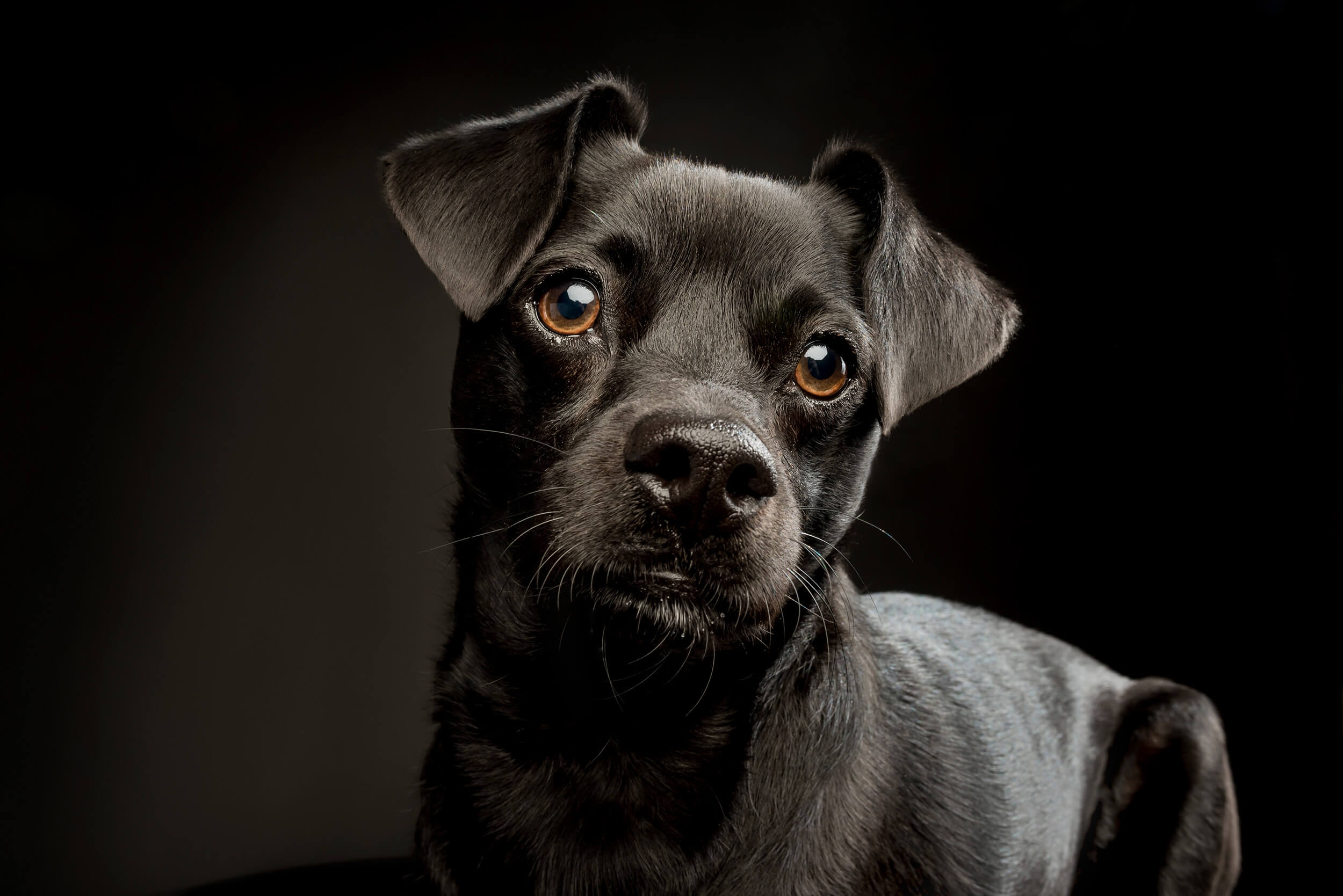 pet portrait of black dog with big gold eyes on black background, by Chicago dog photographer Candice Cusic