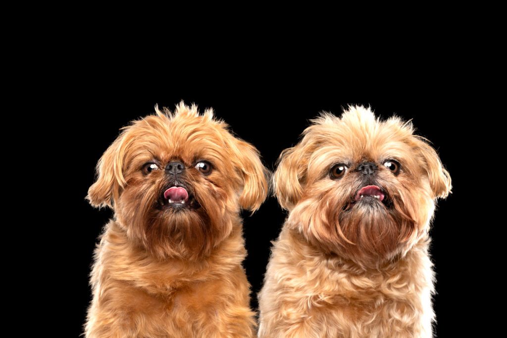 Two dogs with golden fur on black background, portrait in pet photography studio in Chicago brussels griffon
