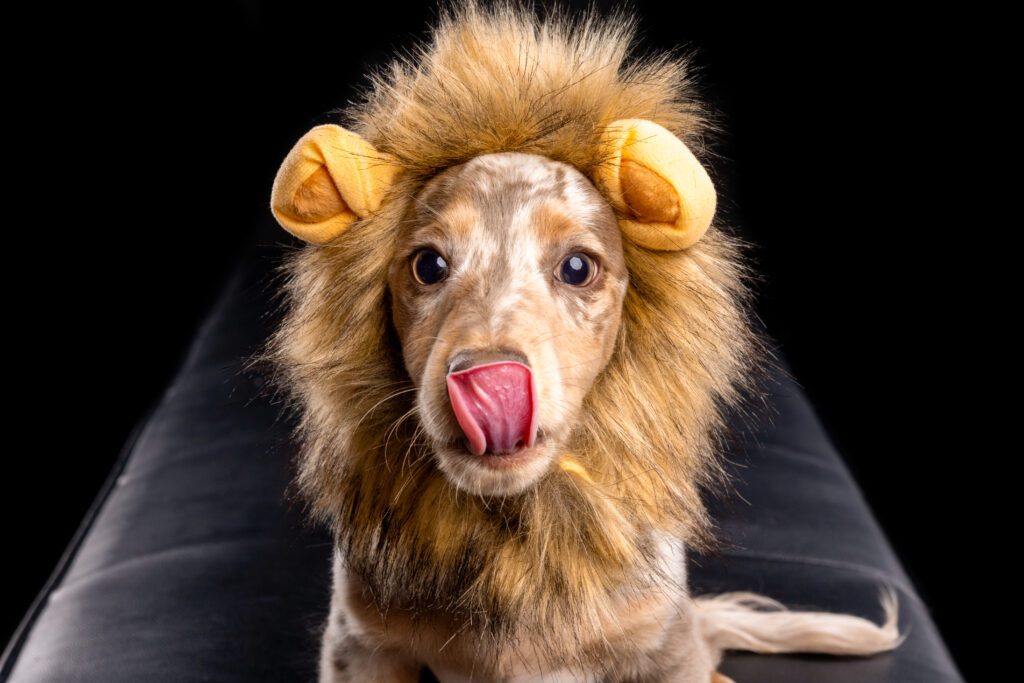 photo of a mini-daushund in a lion head by candice cusic