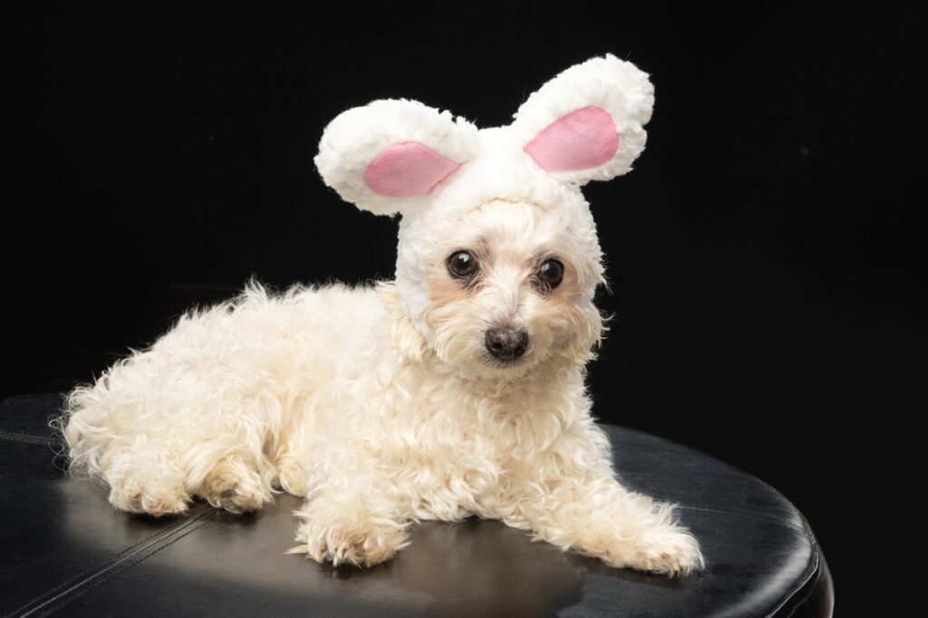 Photograph of a Maltese dog in Easter bunny ears by Candice C. Cusc