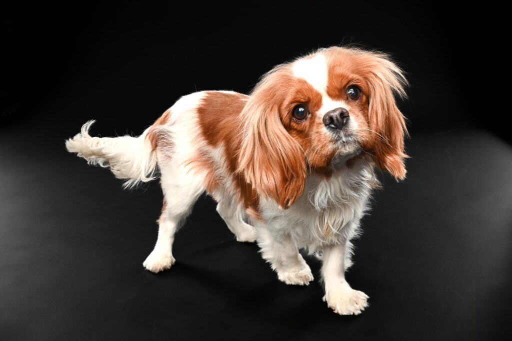 Photograph of a king charles spaniel by candice c. cusic