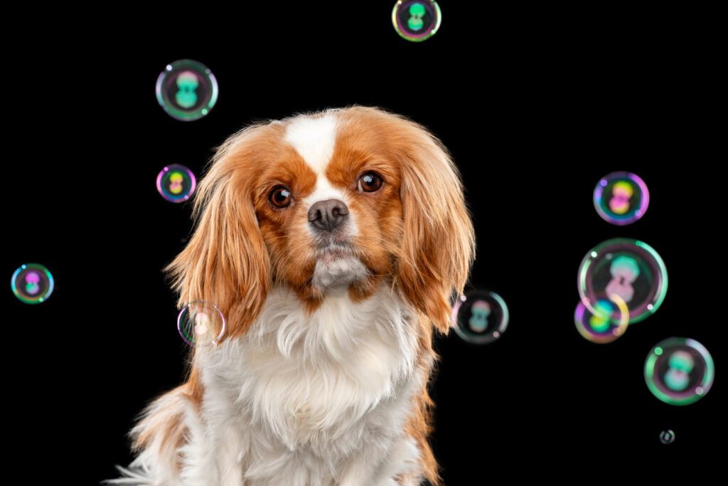 Photograph of a king charles spaniel with bubbles by candice c. cusic