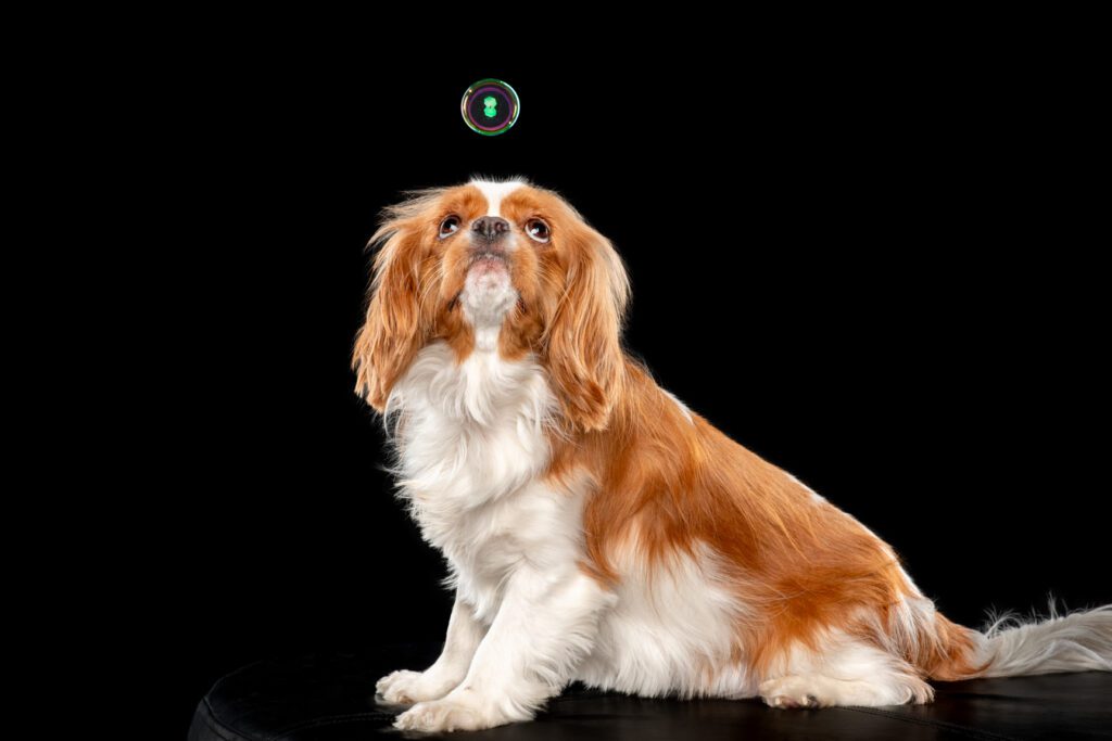 Photograph of a king charles spaniel with bubbles by candice c. cusic