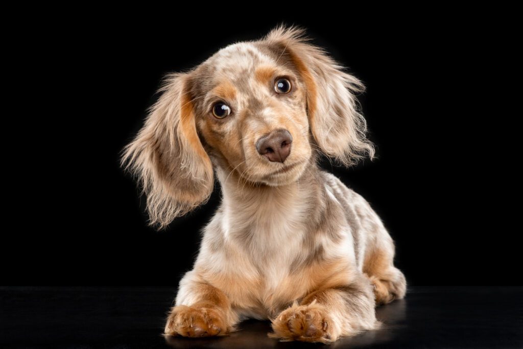 Miniature Dachshund photographed by best pet photographer candice cusic 