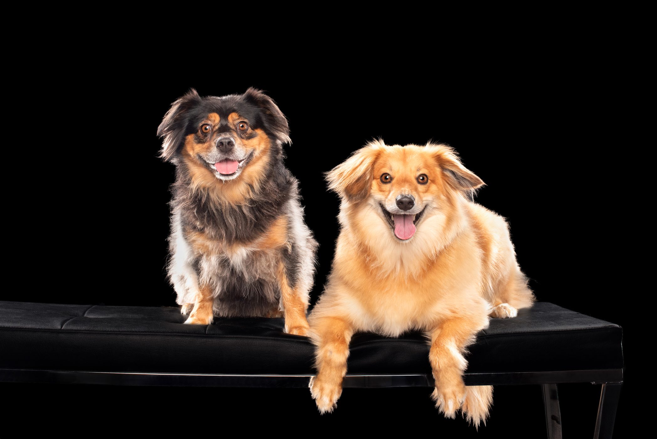 chicago pet and family photography by candice c. cusic.