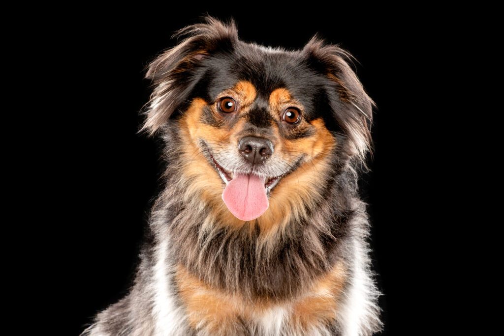 chicago pet photography by candice c. cusic