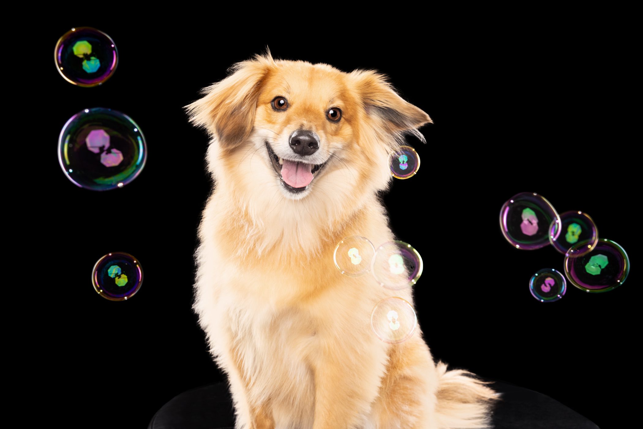 chicago pet and family photography by candice c. cusic.