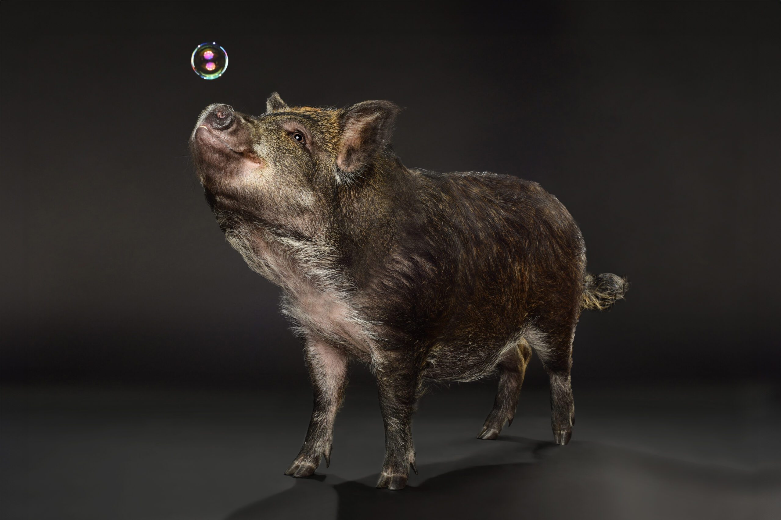 Photograph of a pig in a photography studio with bubbles by chicago pet photographer candice c. cusic