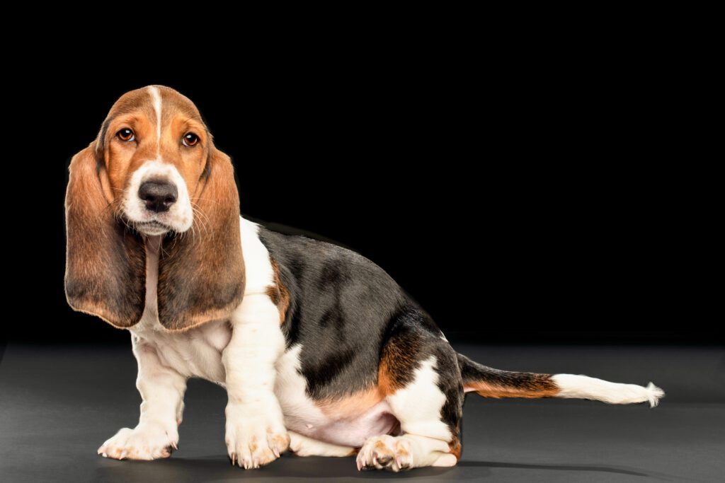 bassett hound puppy
